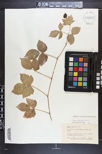 Rubus flagellaris image