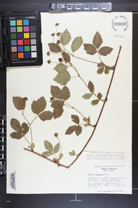 Rubus flagellaris image