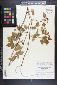 Rubus flagellaris image