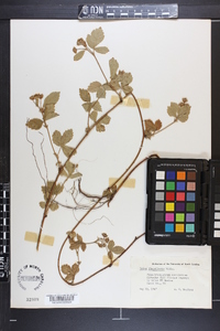 Rubus flagellaris image