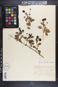 Rubus flagellaris image