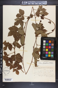 Rubus flagellaris image