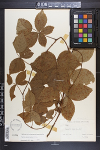 Rubus flagellaris image