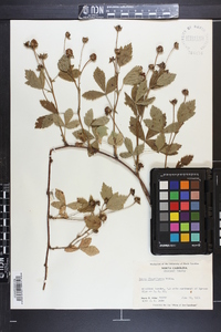 Rubus flagellaris image