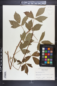 Rubus flagellaris image