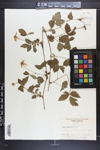 Rubus flagellaris image