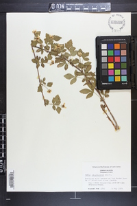 Rubus flagellaris image