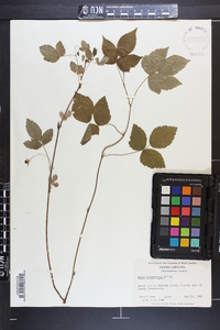 Rubus flagellaris image