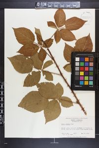 Rubus argutus image