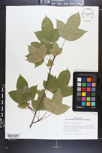 Liquidambar formosana image