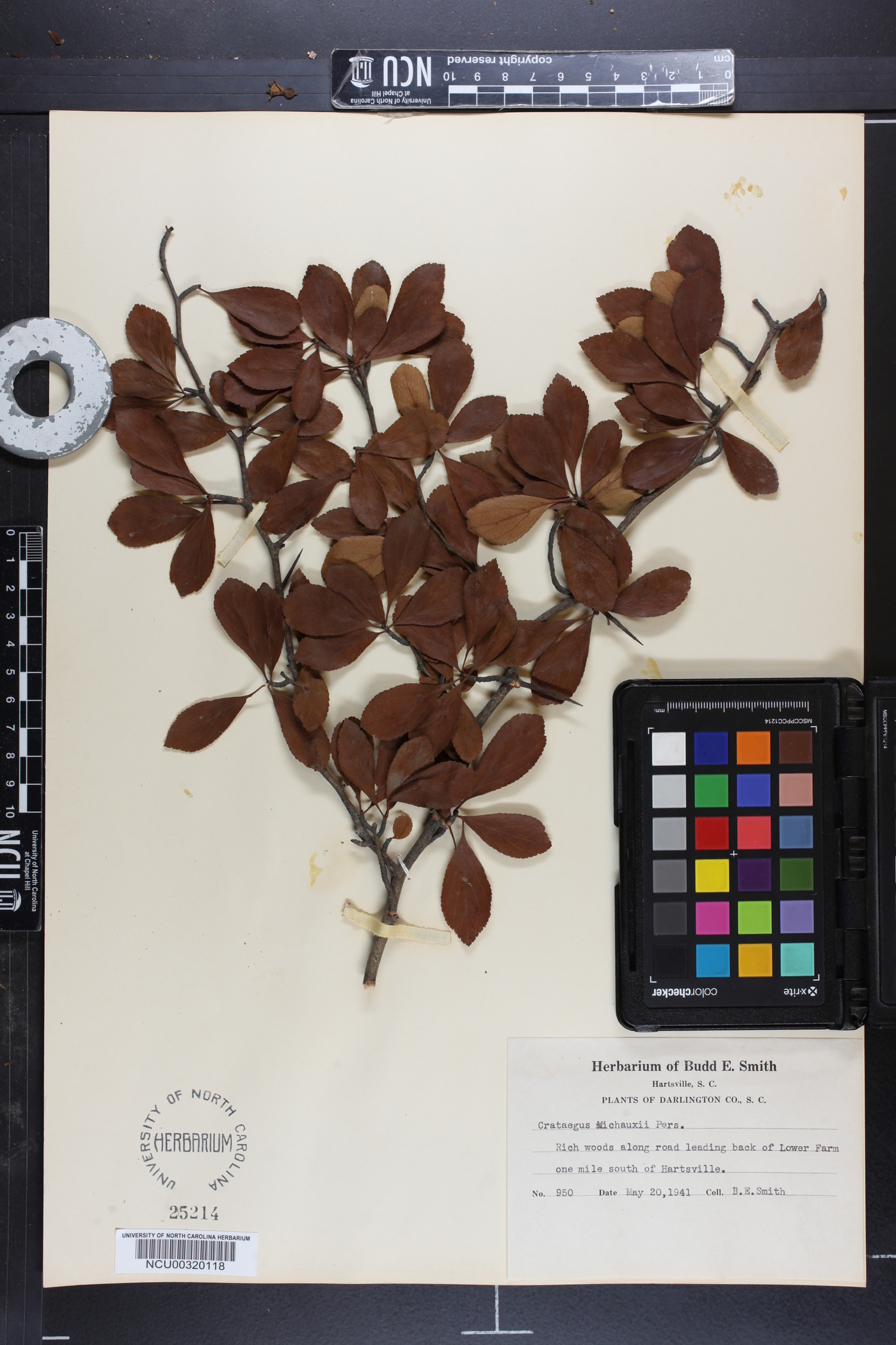 Crataegus condigna image