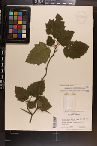 Crataegus flabellata image