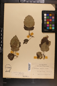 Crataegus compta image