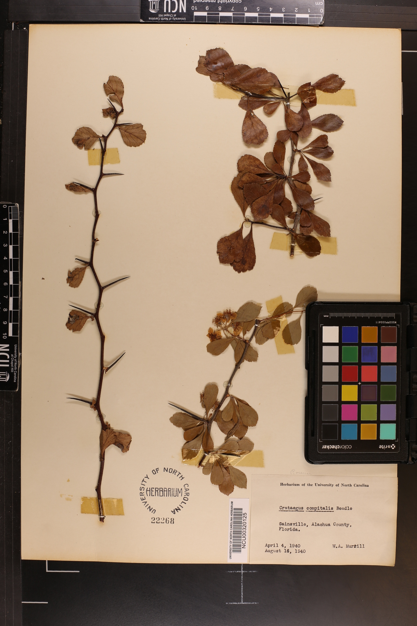 Crataegus alabamensis image