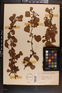 Crataegus lassa image