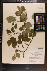 Crataegus flabellata image