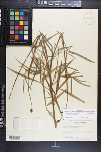 Crotalaria brevidens image