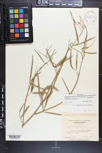 Crotalaria brevidens var. intermedia image