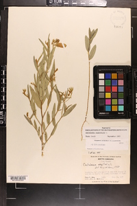 Crotalaria sagittalis image