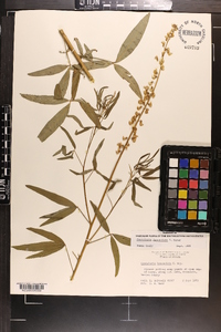 Crotalaria lanceolata image