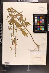 Crotalaria lanceolata image