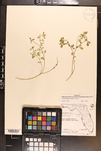 Crotalaria pumila image