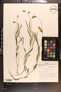 Crotalaria purshii image