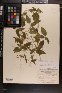 Centrosema virginianum image