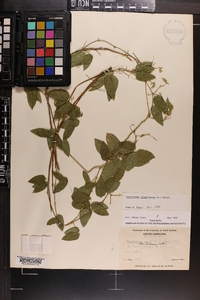 Centrosema virginianum image