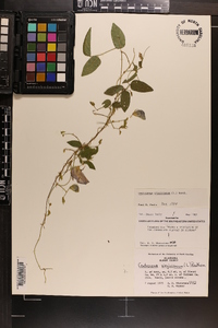 Centrosema virginianum image