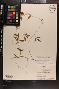 Centrosema virginianum image