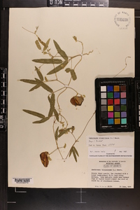 Centrosema virginianum image