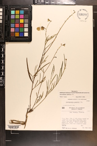 Crotalaria purshii image