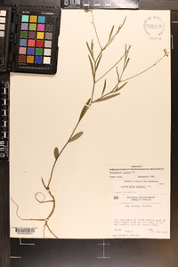 Crotalaria purshii image