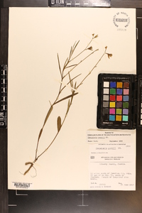 Crotalaria purshii image