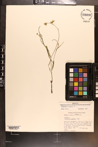 Crotalaria purshii image