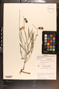 Crotalaria purshii image