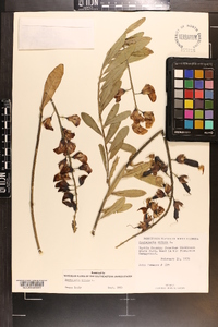 Crotalaria retusa image