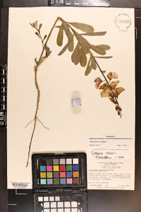 Crotalaria retusa image