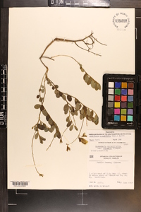 Crotalaria rotundifolia image