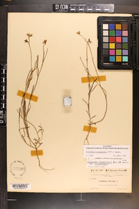 Crotalaria rotundifolia image