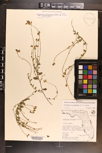 Crotalaria rotundifolia image