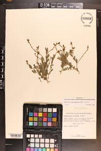 Crotalaria rotundifolia image