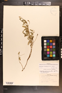 Crotalaria rotundifolia image