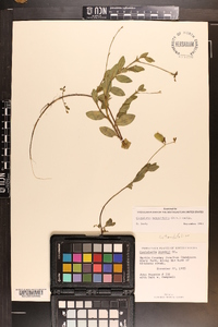 Crotalaria rotundifolia image