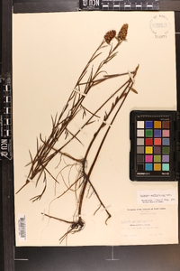 Ludwigia suffruticosa image