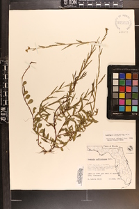 Ludwigia suffruticosa image