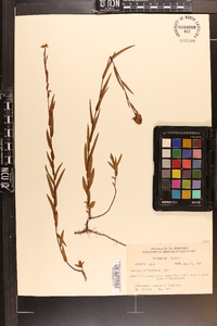 Ludwigia suffruticosa image