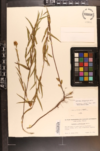 Ludwigia suffruticosa image