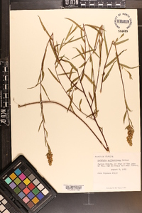 Ludwigia suffruticosa image